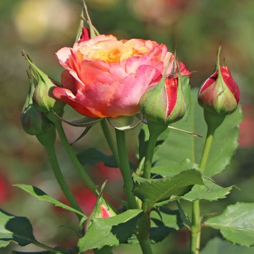 Rosa La Villa Cotta ® - galben - roz - Trandafir copac cu trunchi înalt - cu flori tip trandafiri englezești - coroană tufiș